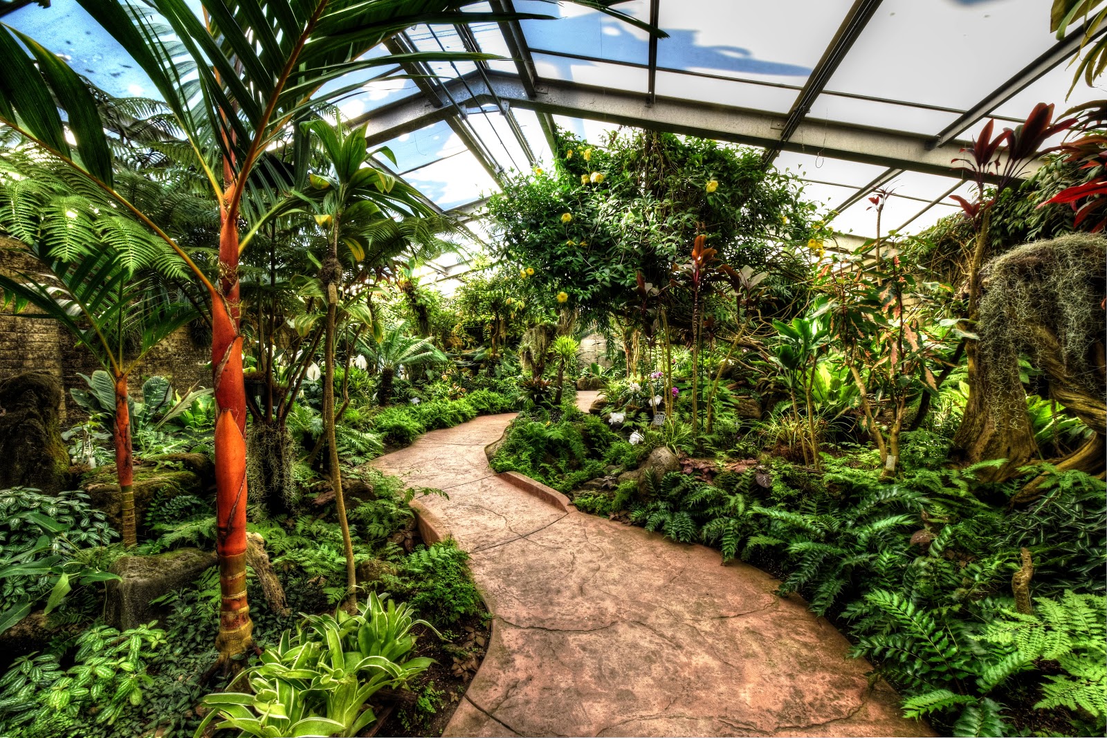 Tropical Plants in the Middle Zone: How to Create a Tropical Garden