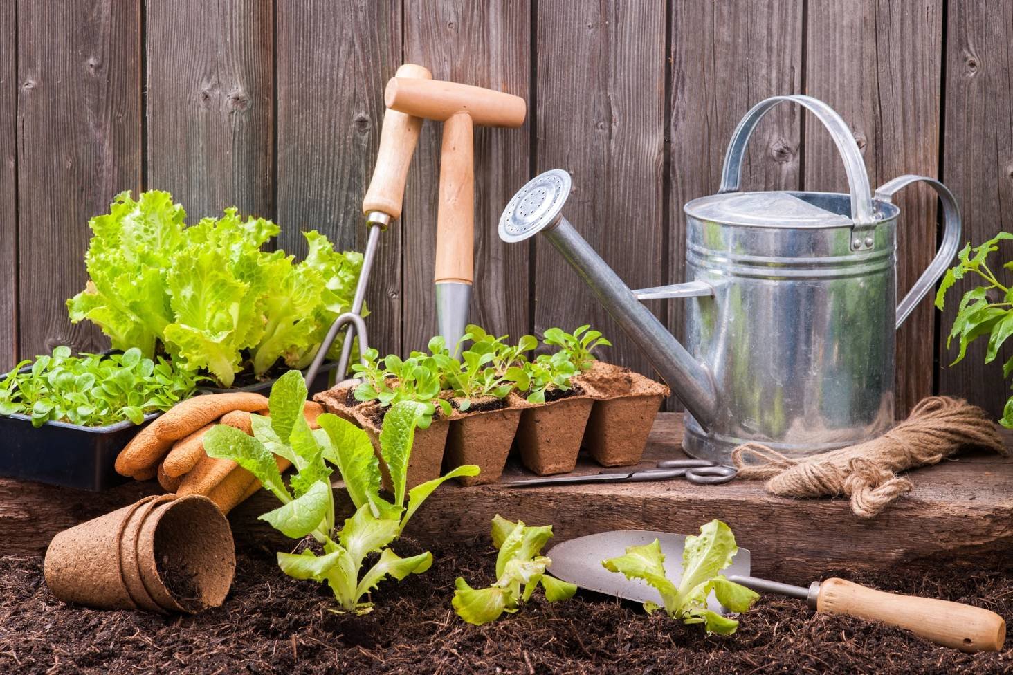 Gardening Basics for Beginners: Where to Start?